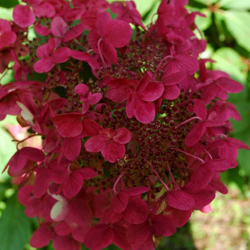 Hydrangea pan. 'Wims Red'